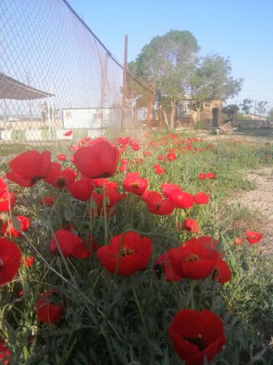 عکس کارخانه آسفالت شهید مجیدی