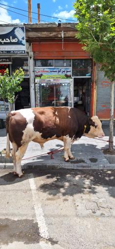 سوپر گوشت سیاوش