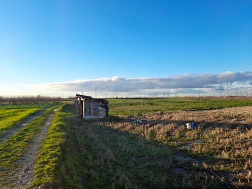 عکس ملک آقای بازاری 