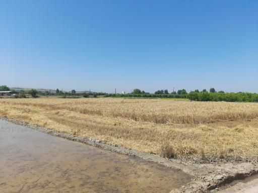 عکس ملک آقای بازاری 