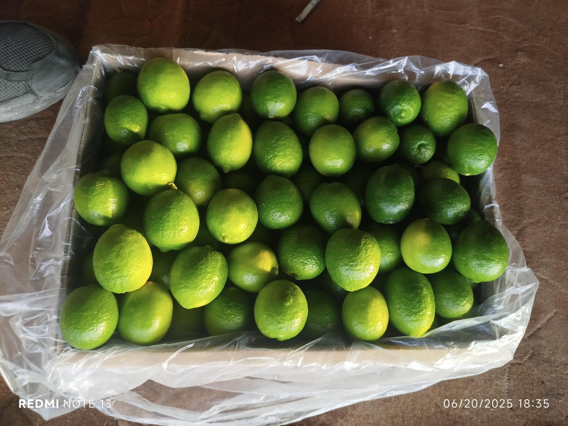 عکس بارفروشی علیرضا مغانلو 