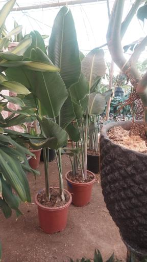 عکس  گلخانه هاشمی