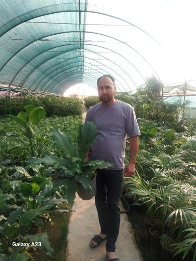عکس  گلخانه هاشمی