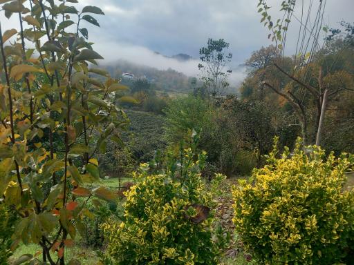 عکس شهرک عباس آباد