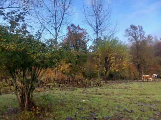 عکس شهرک عباس آباد