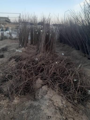 عکس نهالستان و خدمات کشاورزی دکتر امید رحمانی