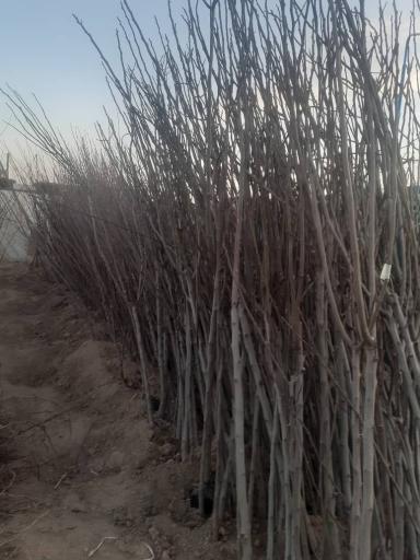 عکس نهالستان و خدمات کشاورزی دکتر امید رحمانی