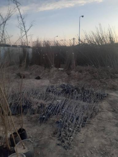 عکس نهالستان و خدمات کشاورزی دکتر امید رحمانی