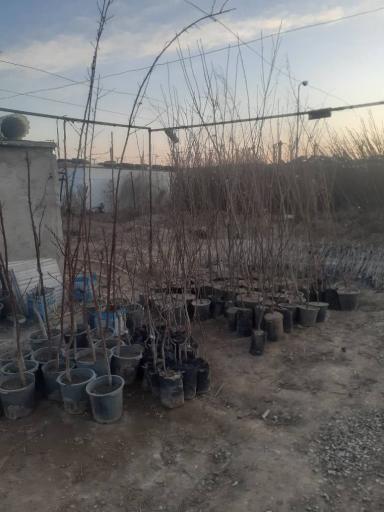 عکس نهالستان و خدمات کشاورزی دکتر امید رحمانی