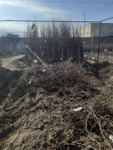 عکس نهالستان و خدمات کشاورزی دکتر امید رحمانی