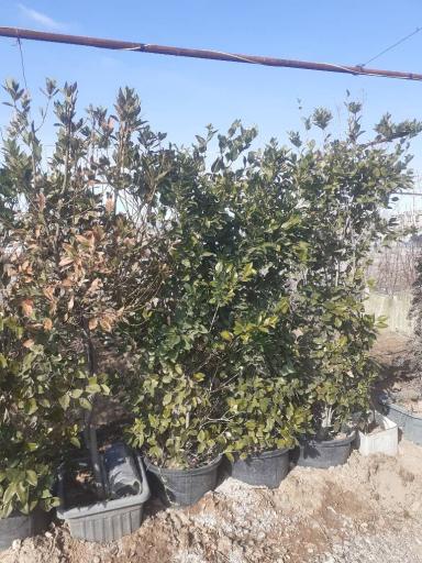 عکس نهالستان و خدمات کشاورزی دکتر امید رحمانی