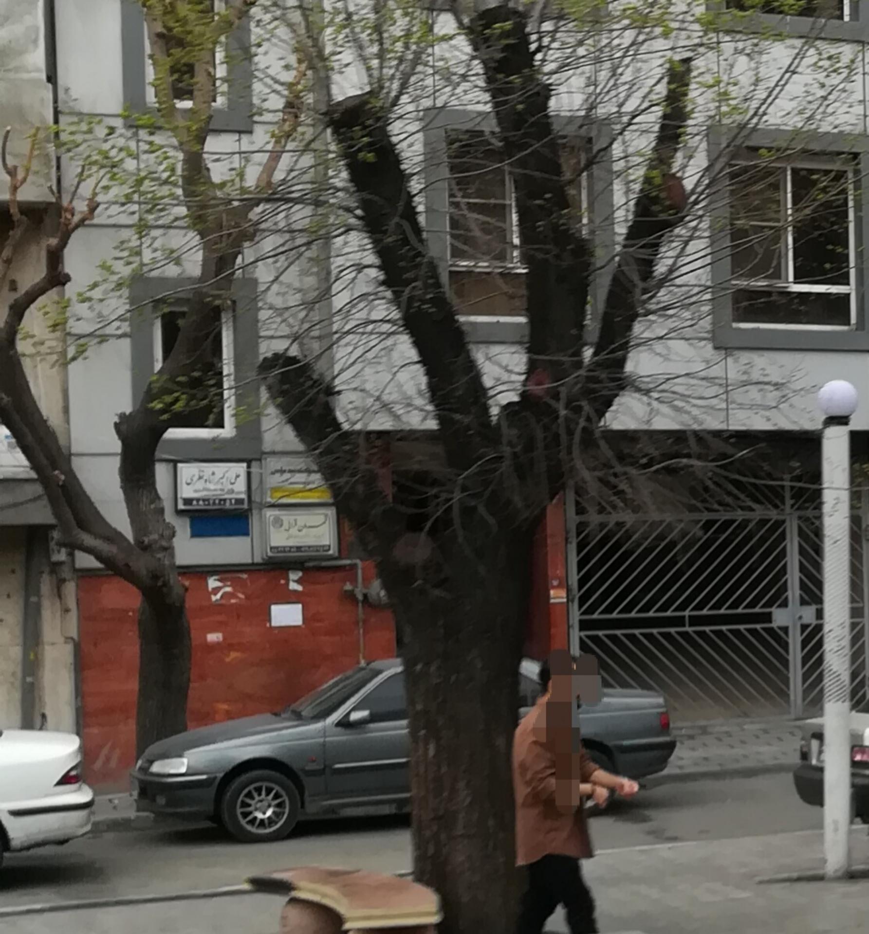 عکس دکتر علی اکبر شاه نظری