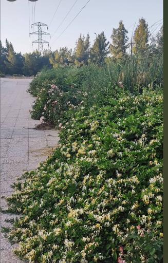 عکس بوستان سایه