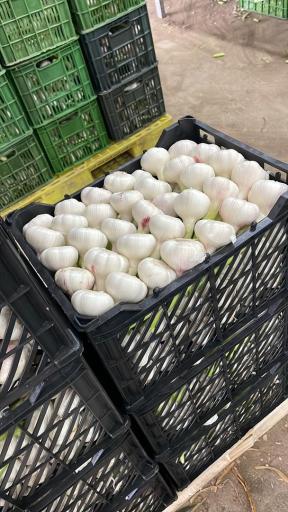 عکس انبار سیر اسدی 