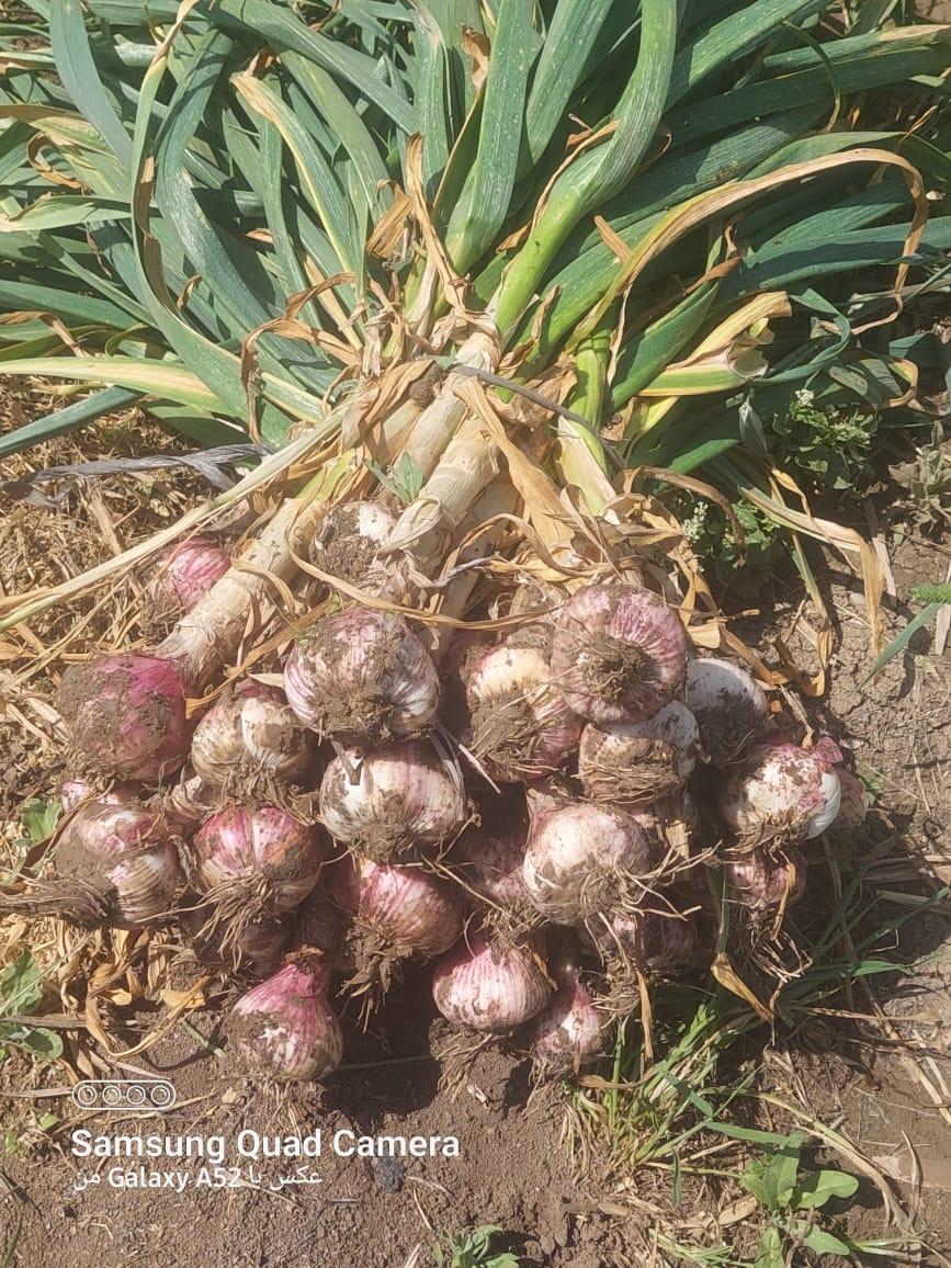 عکس انبار سیر اسدی 