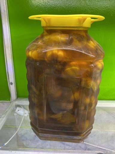 عکس زیتون محمد آببر طارم