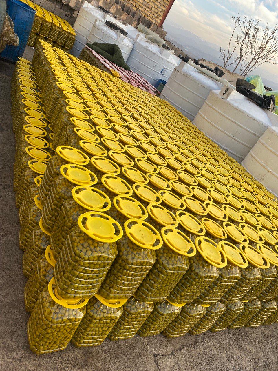 عکس زیتون محمد آببر طارم