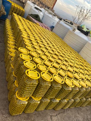 عکس زیتون محمد آببر طارم