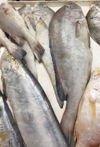 عکس بازار ماهی و میگو هندیجان