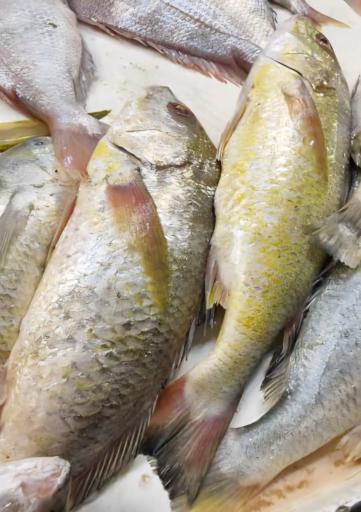 عکس بازار ماهی و میگو هندیجان