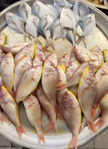 عکس بازار ماهی و میگو هندیجان