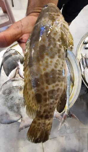 عکس بازار ماهی و میگو هندیجان