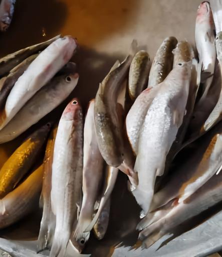 عکس بازار ماهی و میگو هندیجان