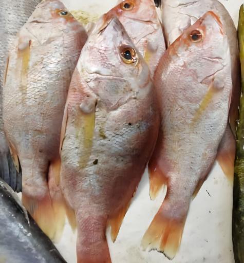 عکس بازار ماهی و میگو هندیجان