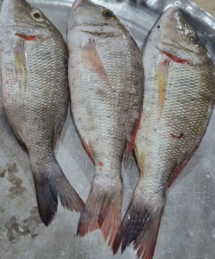 عکس بازار ماهی و میگو هندیجان