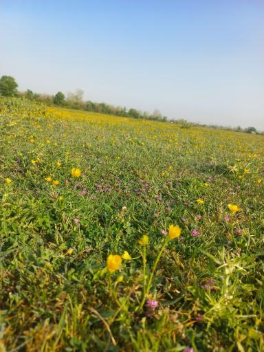 عکس دشت لات زهنده