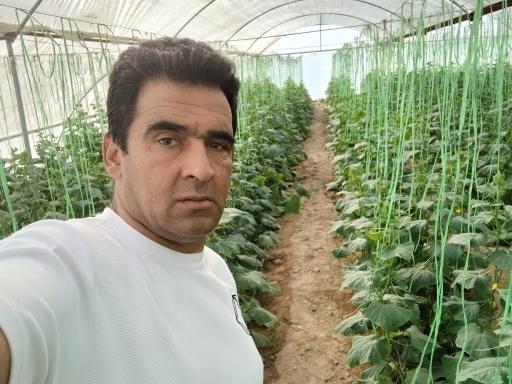 عکس گلخانه پایسته