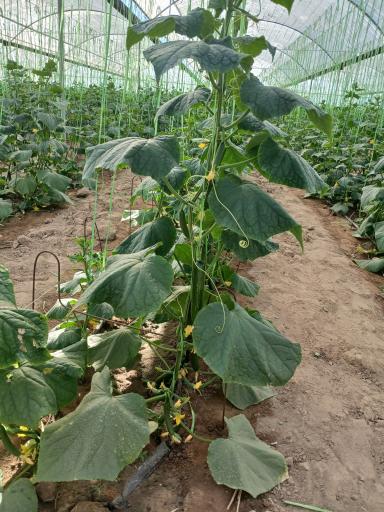 عکس گلخانه پایسته