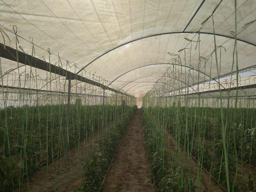 عکس گلخانه پایسته