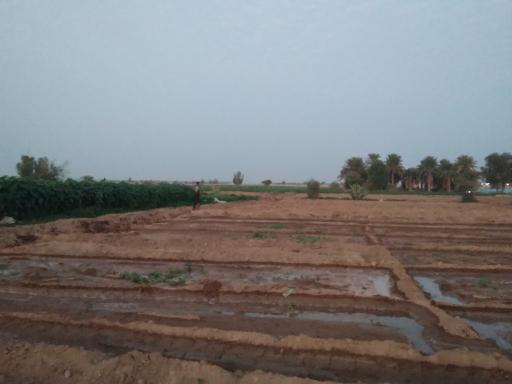عکس گلخانه پایسته