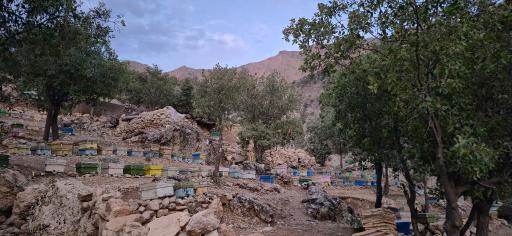 عکس عسل درخشان