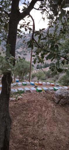 عکس عسل درخشان
