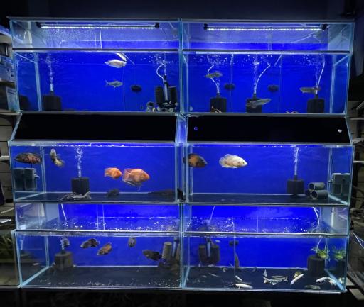 عکس آبزی طب