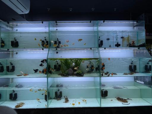 عکس آبزی طب