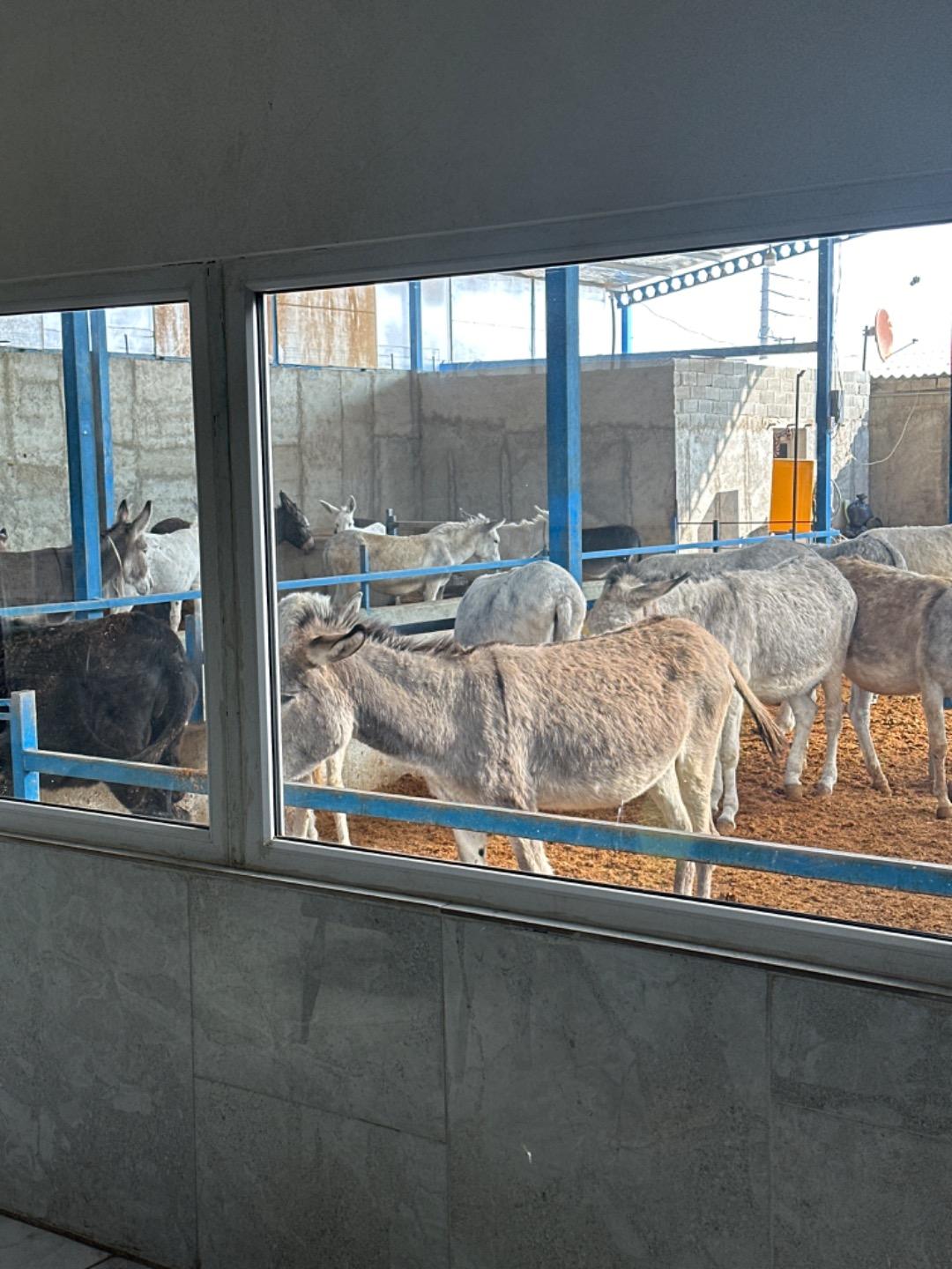 عکس مزرعه شیر الاغ شهرکن