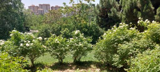 بوستان پلیس