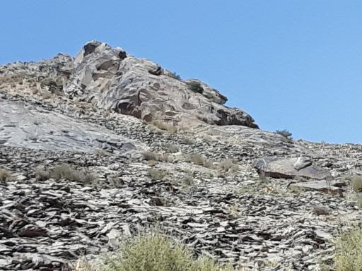 عکس سوران