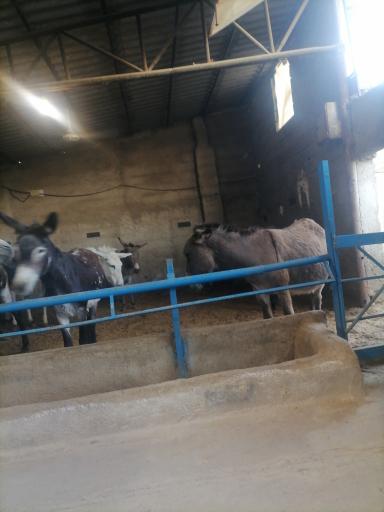 عکس مزرعه شیر الاغ شهرکن