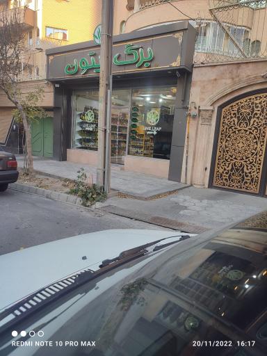 عکس برگ زیتون 