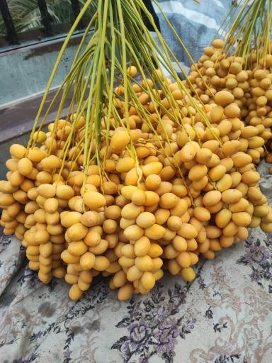 عکس خرما و رطب چهار نخل قپانی