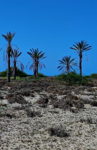 عکس بندر جاسک