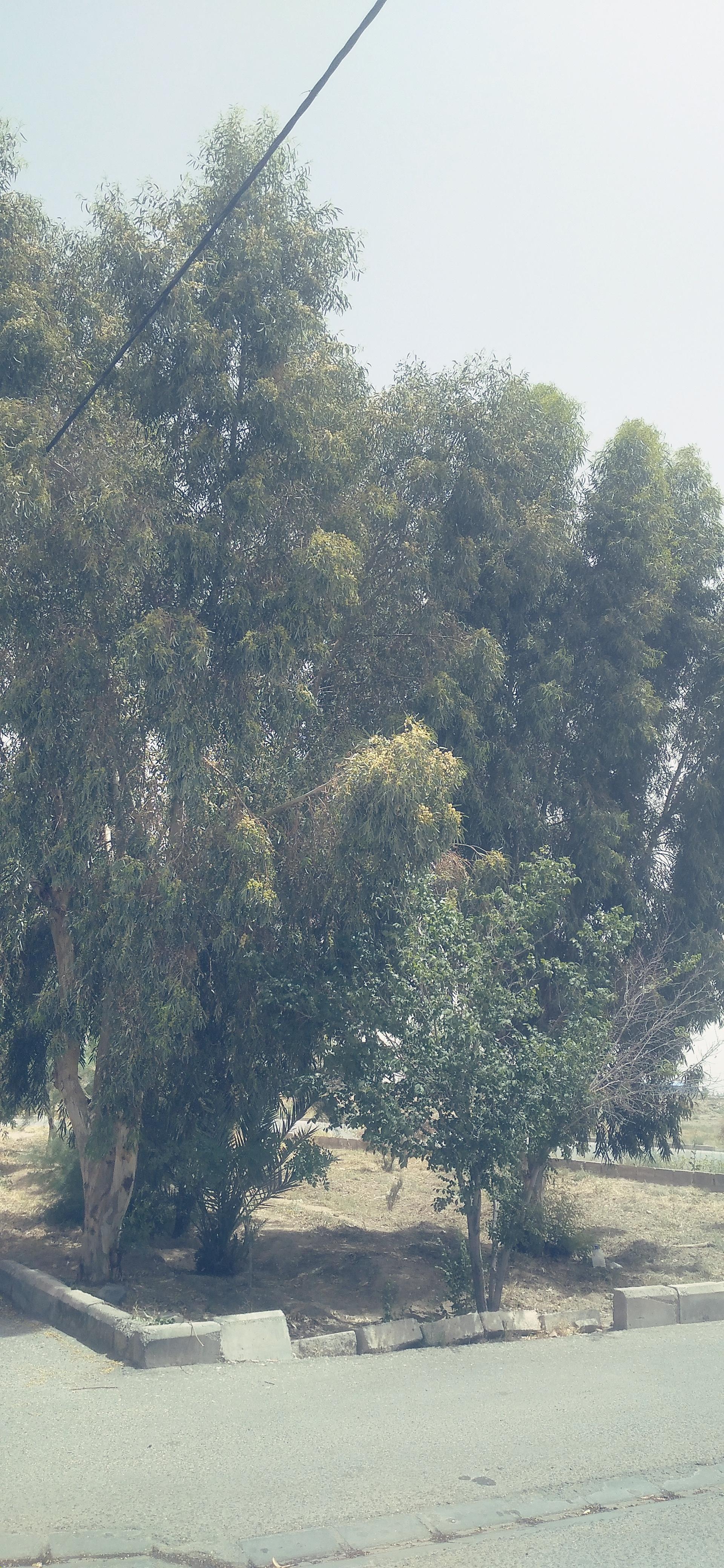 عکس بوستان الوند