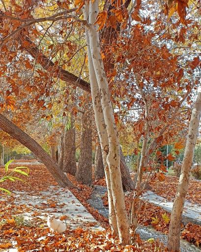 عکس بوستان سرچشمه سرابان