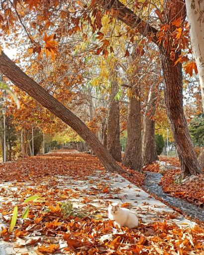عکس بوستان سرچشمه سرابان