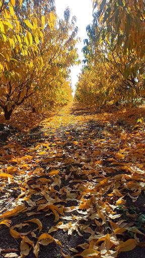 عکس پارس آباد