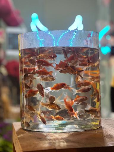 گلفروشی فلورا